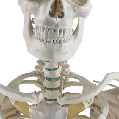 Esqueleto adulto montado em suporte com rodizios ES10