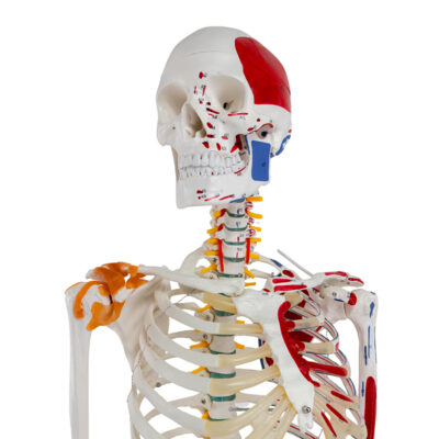 Esqueleto Adulto Ligamentose Musculos ES13