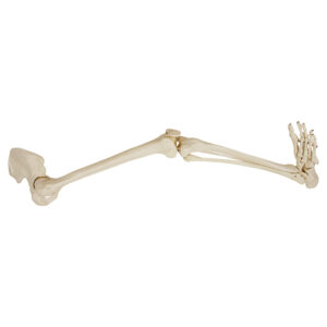 Esqueleto da Perna com Osso do Quadril ES36