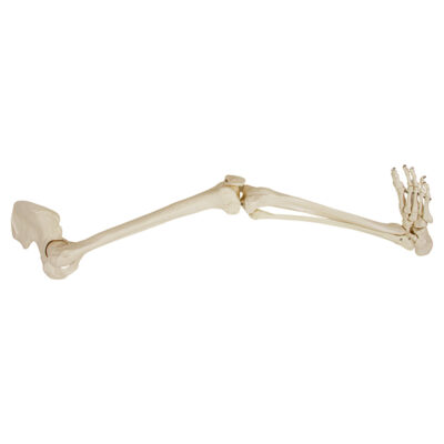 Esqueleto da Perna com Osso do Quadril ES36