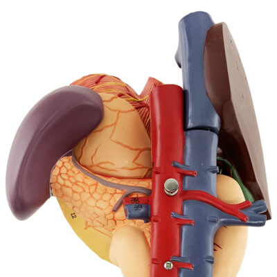 Estômago com Órgãos Posteriores do Abdômen ET223