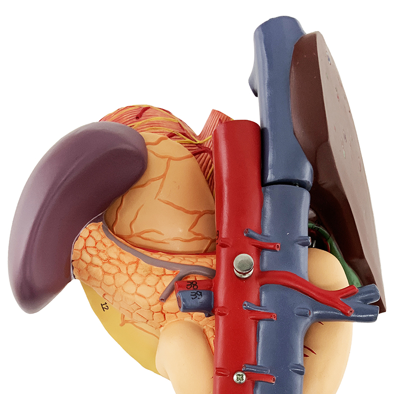 Estômago com Órgãos Posteriores do Abdômen ET223