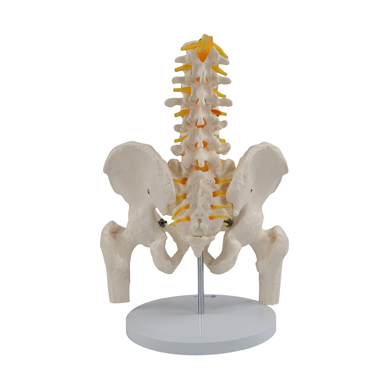 Esqueleto Pélvico Feminino com vértebra lombar e cabeça de fêmur ES62
