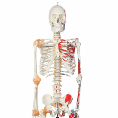 Esqueleto Adulto Ligamentos e Musculos ES13