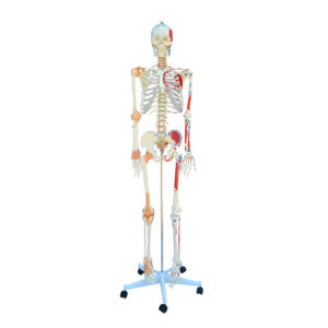Esqueleto Adulto Ligamentos e Músculos ES13 uma réplica do esqueleto adulto masculino em tamanho natural em detalhes.
