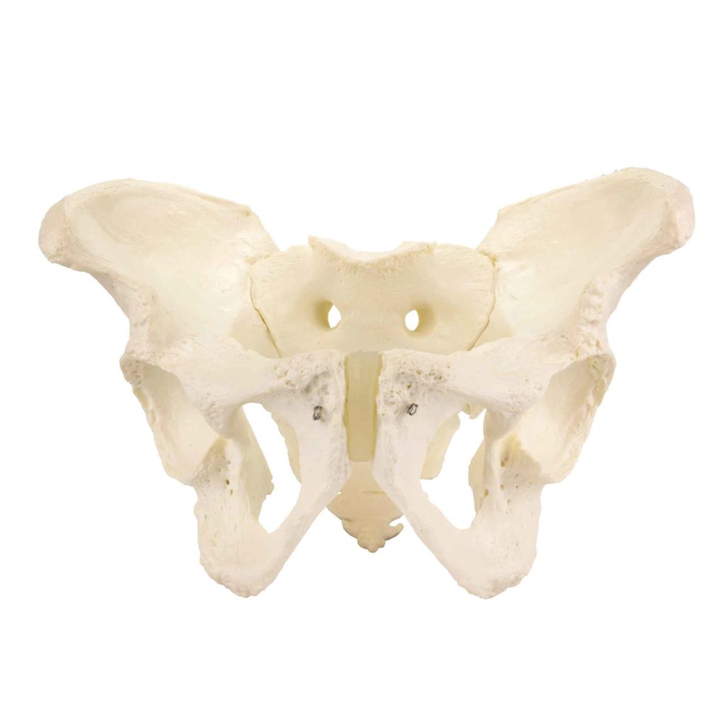 Esqueleto Pélvico Masculino, é um modelo em tamanho natural completo de uma pelve humana do sexo masculino que incluem os ossos pélvicos (ísquio, ílio e púbis), sacro, cóccix e a sínfise.