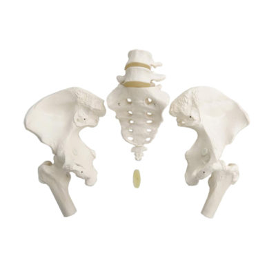 Esqueleto Pélvico Feminino com Vértebra