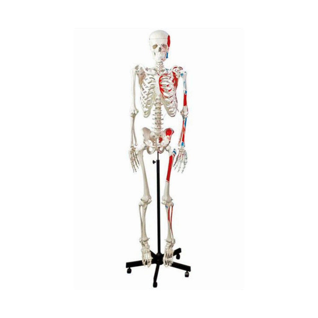 Esqueleto Adulto Representação dos Músculos, é uma réplica de esqueleto humano em tamanho natural que mostra todas as partes do esqueleto em detalhes.