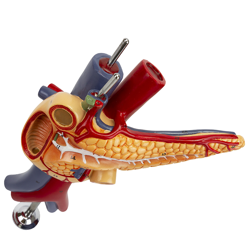 Fígado com Vesícula Biliar Pâncreas e Duodeno 2 Partes FI316