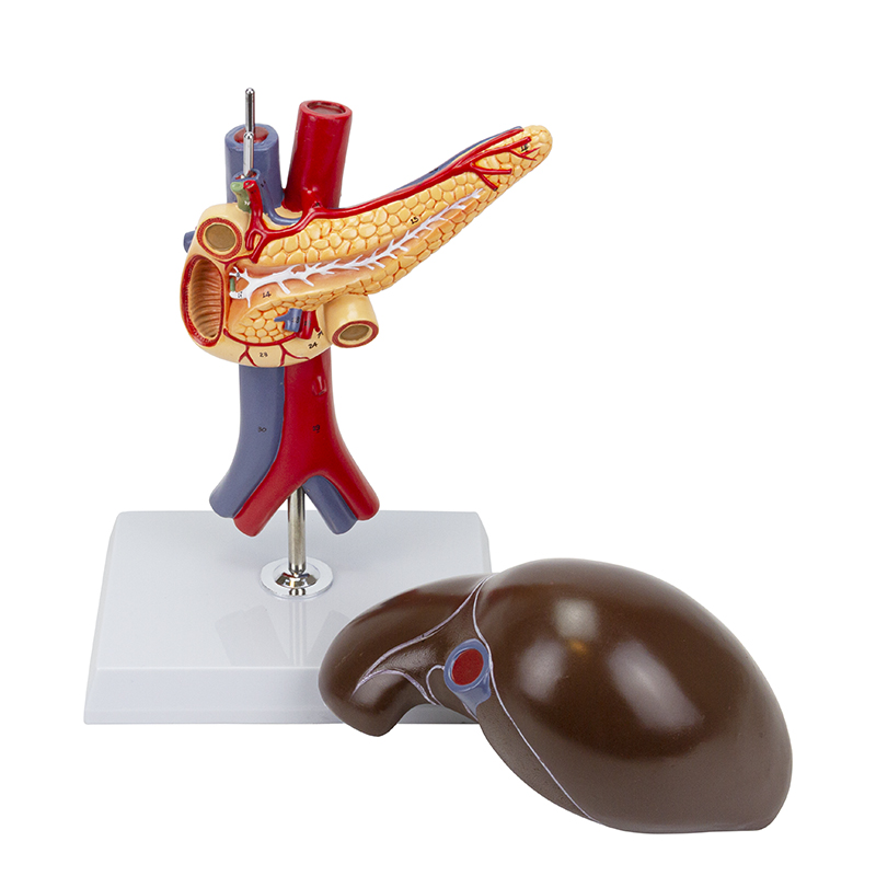 Fígado com Vesícula Biliar Pâncreas e Duodeno 2 Partes FI316