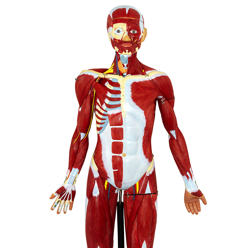 Figura Muscular 32 partes FM51