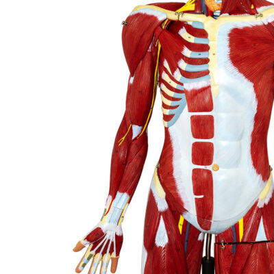 Figura Muscular 32 partes FM51