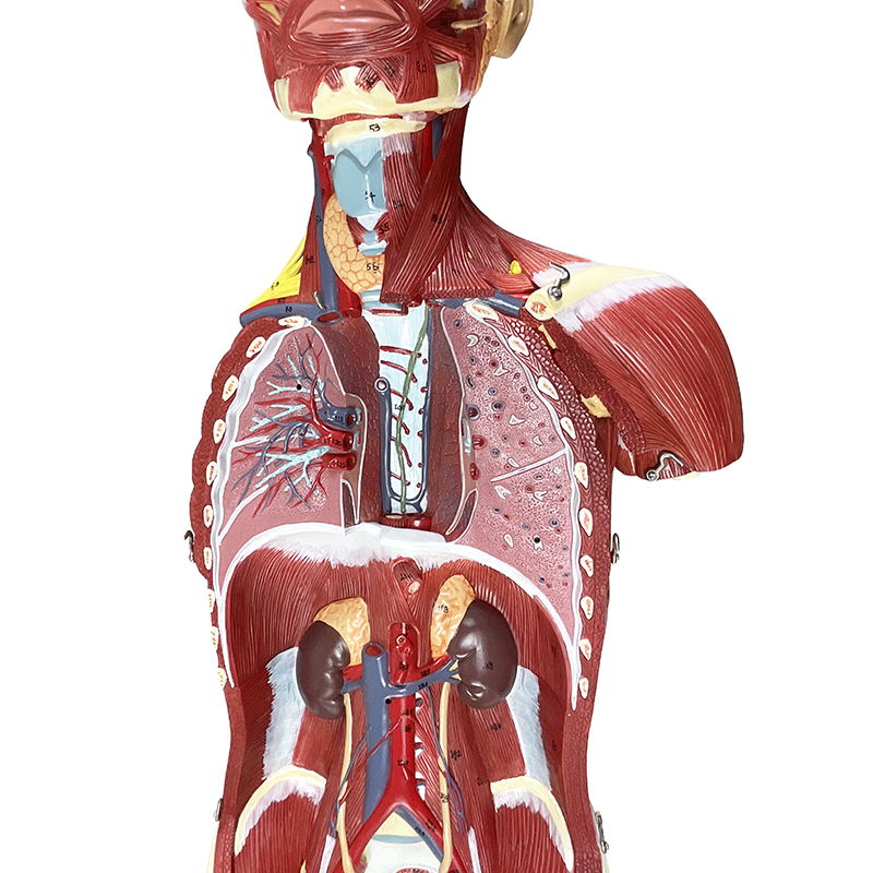 Figura Muscular 32 partes FM51