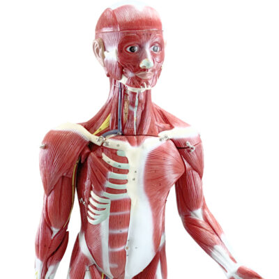 Figura Muscular metade do Tamanho 30 partes FM55