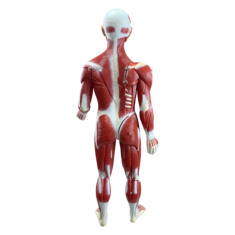 Figura Muscular FM55