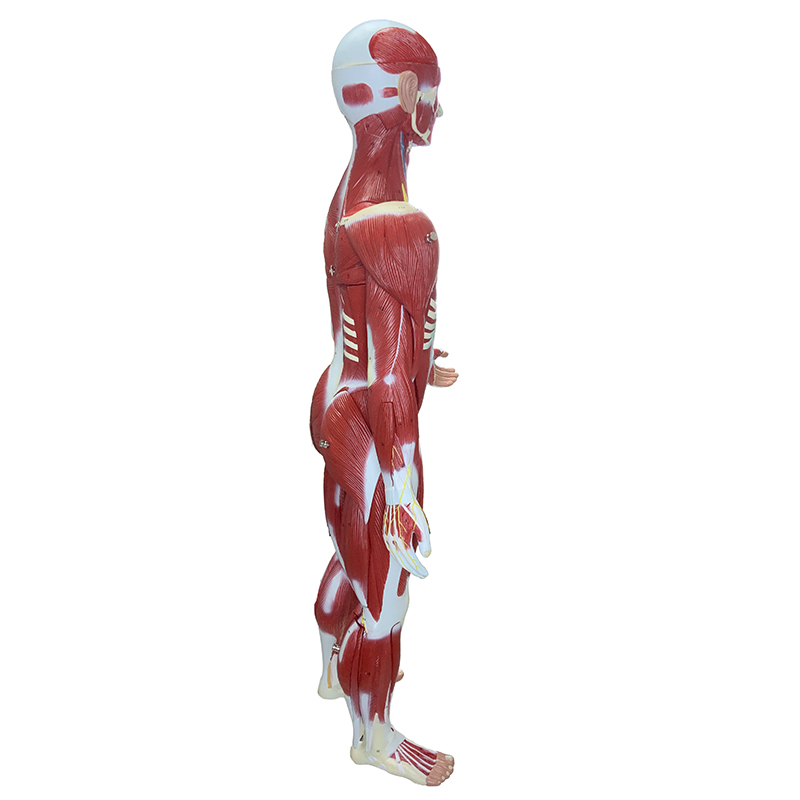Figura Muscular FM55