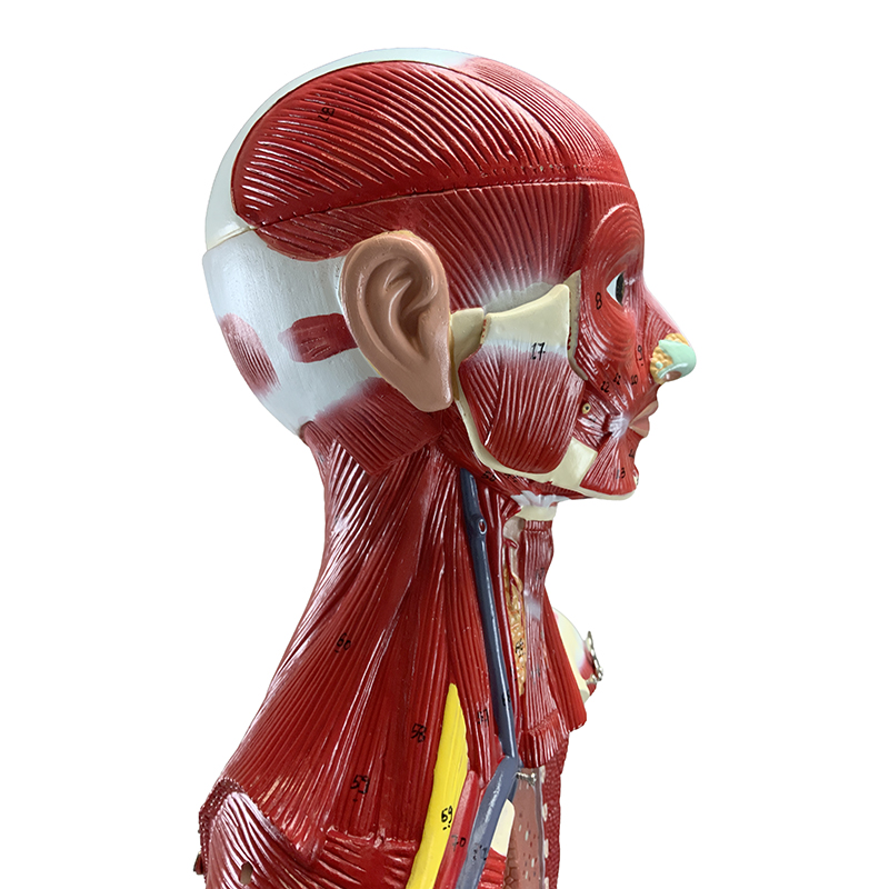 Figura Muscular FM55