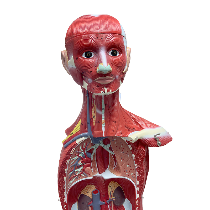 Figura Muscular metade do Tamanho 30 partes FM55