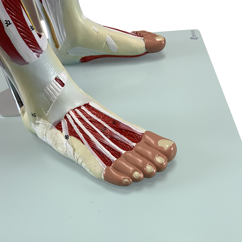 Figura Muscular FM55