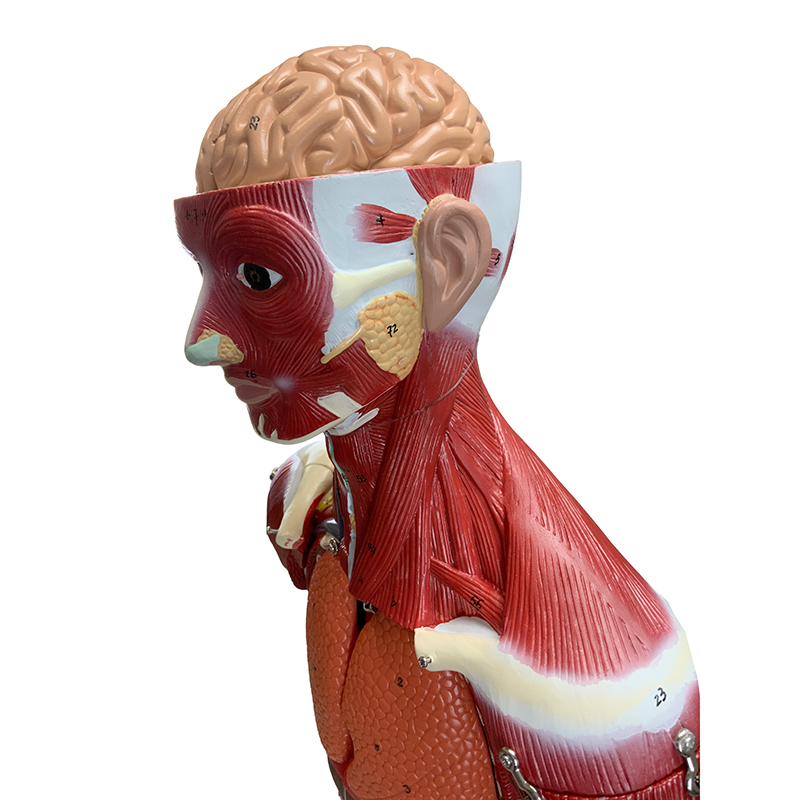 Figura Muscular FM55