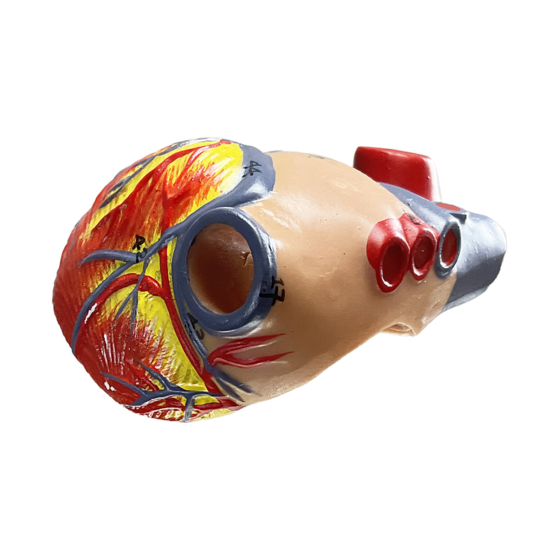 Figura Muscular FM55