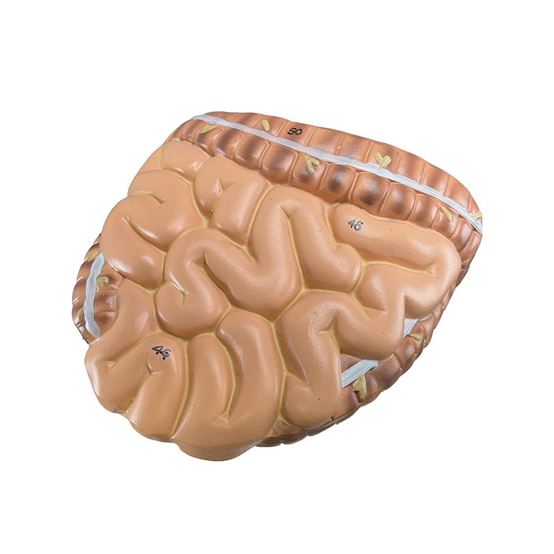 Figura Muscular FM55