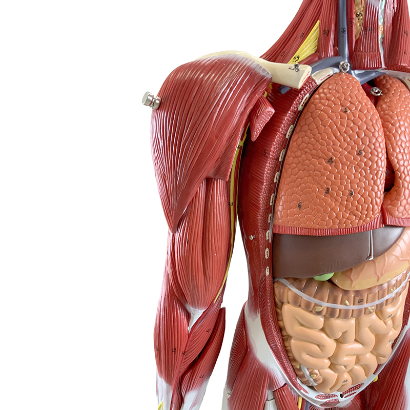 Figura Muscular metade do Tamanho 30 partes FM55