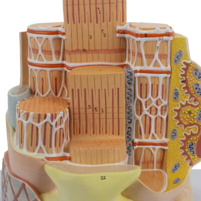 Micro Anatomia da Fibra Muscular Esqueletica FM60