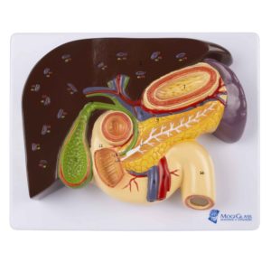 Fígado com Vesícula Biliar Pâncreas e Duodeno FI315, tamanho natural com secção do fígado com vesícula, pâncreas e duodeno.