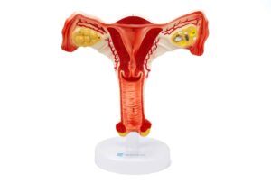Seção do Órgão Reprodutor Feminino GE05