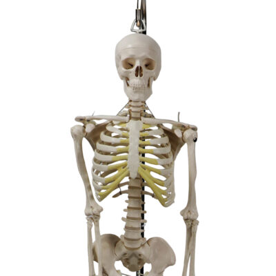 Mini Esqueleto montado em suporte de suspensão ES181