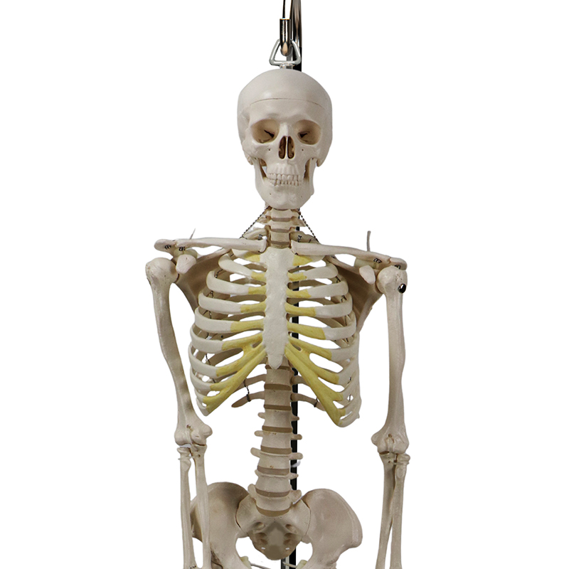 Mini Esqueleto montado em suporte de suspensão ES181