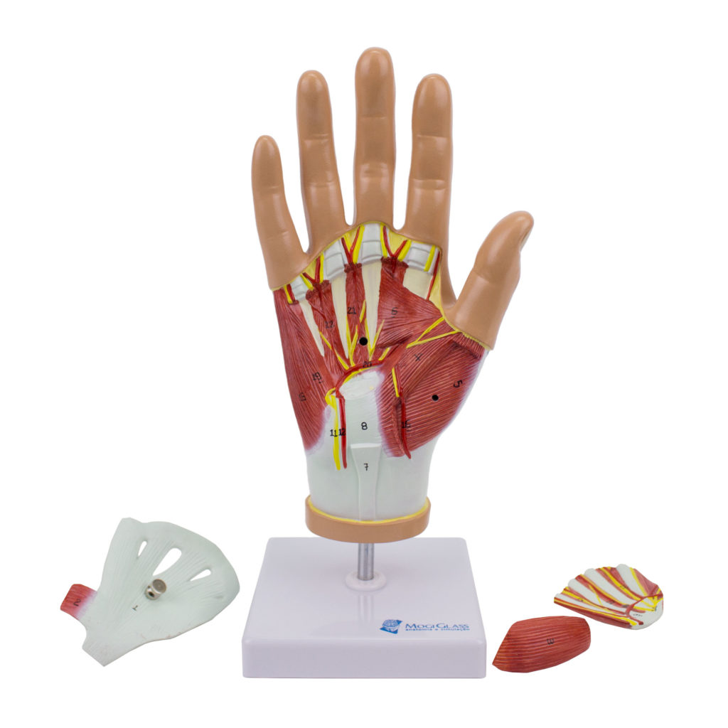 Musculatura da Mão em 4 Partes, tamanho natural visualiza os músculos em dissecção palmar, a dissecção superficial dorsal mostra ligamentos, nervos e vasos. 