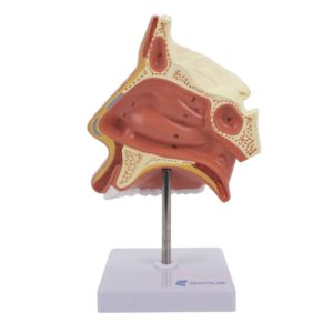Nariz com Cavidade Nasal NA19 em tamanho natural, é um modelo em tamanho natural que mostra uma seção da cavidade nasal.