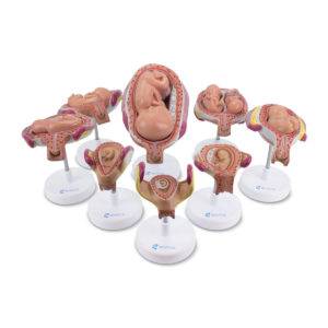 Série de Gravidez 8 Modelos SR10 é um conjunto de 8 peças em tamanho natural do desenvolvimento do feto humano da 4º semana ao 6º mês.