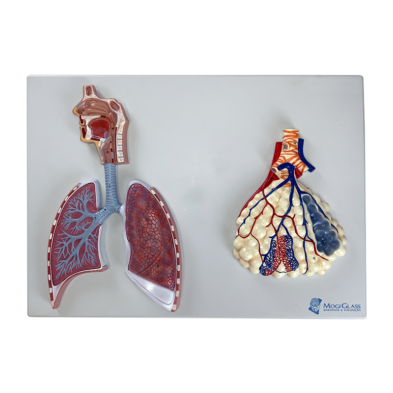 Sistema Respiratório Alvéolo Ampliado 150 Vezes | MogiGlass Anatomia e  Simulação