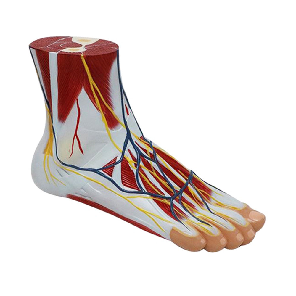 Anatomia do Pé Ligamentos e Músculos, é um modelo em tamanho natural representa uma dissecção superficial do pé com os músculos primários e ligamentos.