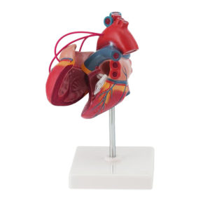Coração Clássico para Pontagem Coronária 2 Partes, tamanho real, oferece amostra extremamente detalhada da anatomia do coração com 3 by-passes coronários. 