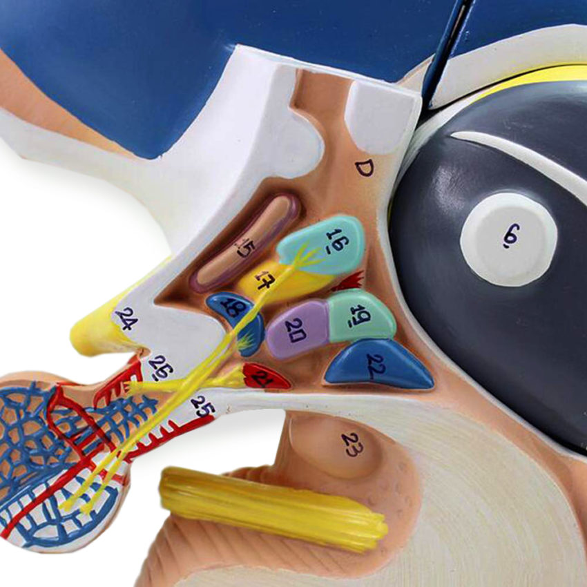 Modelo Do Encéfalo Ampliado 5 Vezes 4 Partes Mogiglass Anatomia E Simulação