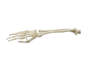 Esqueleto da Mão com Parte da Ulna e do Rádio, é um modelo em tamanho natural da mão com ossos do antebraço, o rádio e ulna. 