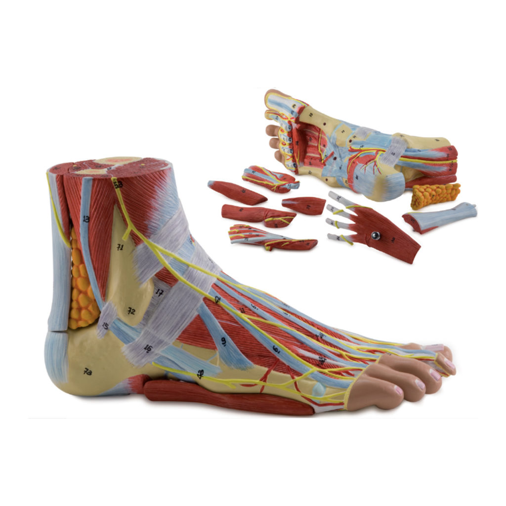 Modelo de Luxo da Anatomia do Pé 9 Partes, é um modelo em tamanho natural que mostra as estruturas do pé, músculos, nervos, vasos e ligamentos.