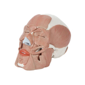 Crânio com Músculos Faciais CR300