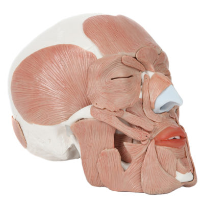 Crânio com Músculos Removíveis em perspectiva
