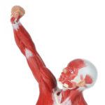 Figura Muscular FM58 detalhe 01