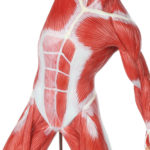 Figura Muscular FM58 detalhe 02