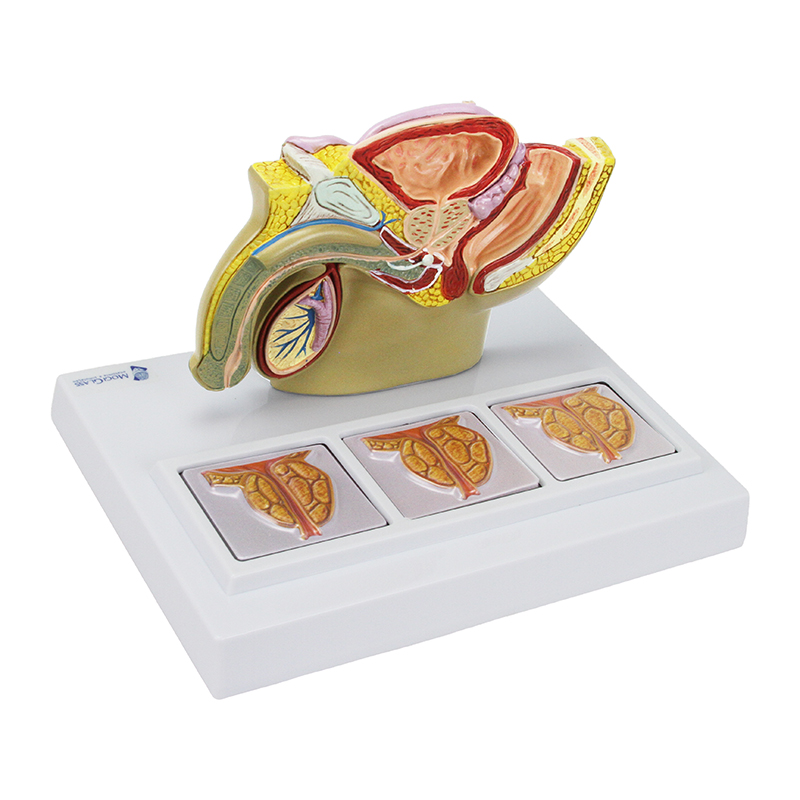 Pelve Masculina com Prostata 3D metade tamanho natural GE39