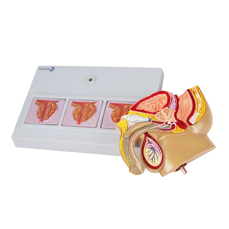 Pelve Masculina com Prostata 3D metade tamanho natural GE39