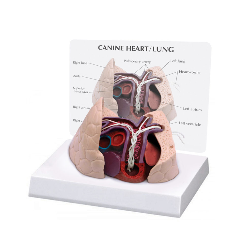 Modelo de Coração e Pulmão Canino, é um modelo de coração canino adulto com pulmões médios infestados com dirofilárias, dirofilaria immitis.