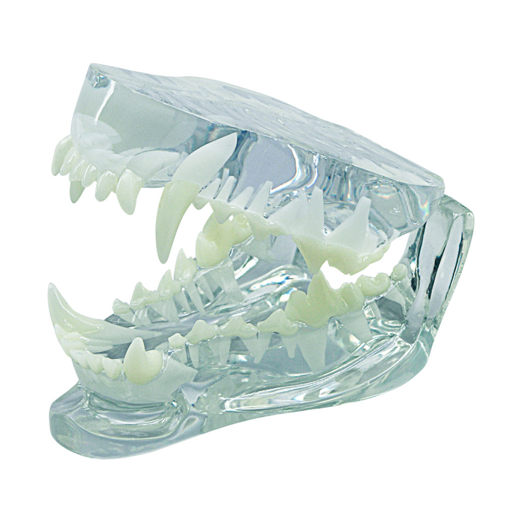 Modelo de Mandíbula Canina Translúcida, é uma mandíbula saudável com dobradiça para demonstração das raízes de todos os dentes. 