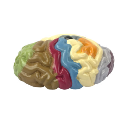 Modelo de Meio Cérebro sem cartão